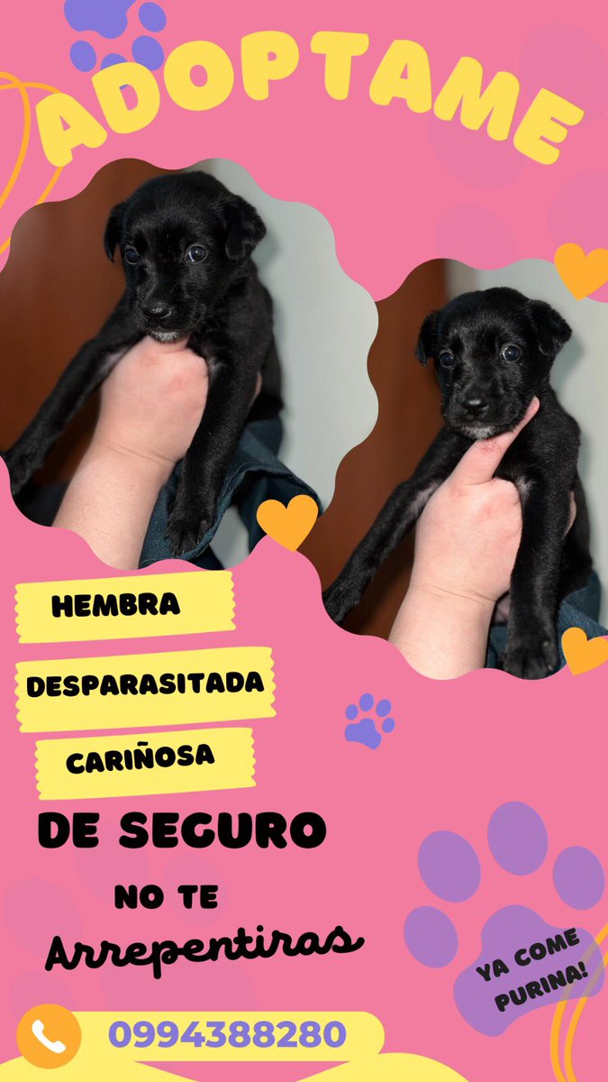 aramiresquin's tweet photo. Una amiga le encontró en una caja atada con cables 🥺 RT PORFA para que llegue a alguien que le pueda adoptar 🙏🏻❤️ https://t.co/hdTBhmbHwu