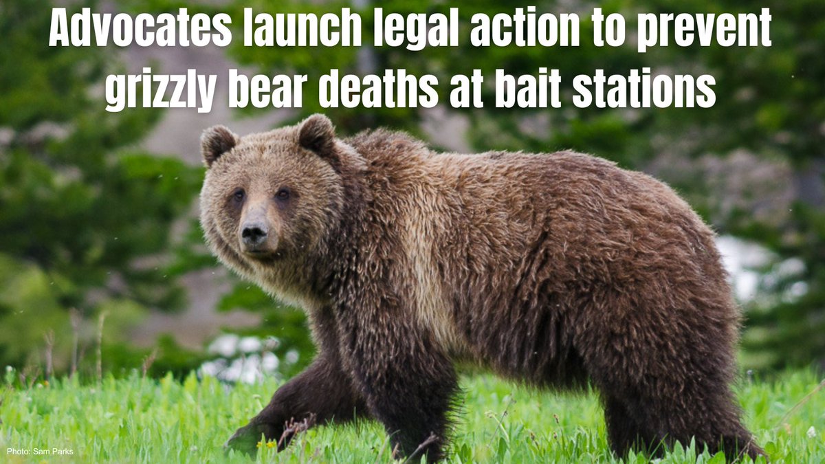 WildernessWatch's tweet image. BREAKING!! Wilderness Watch and our allies have just launched legal action to prevent grizzly bear deaths at bait stations in Idaho!

Click below to read the Notice of Intent to Sue and also for a complete copy of the press release. #StopExtinction

—&amp;gt; wildernesswatch.org/images/wild-is…