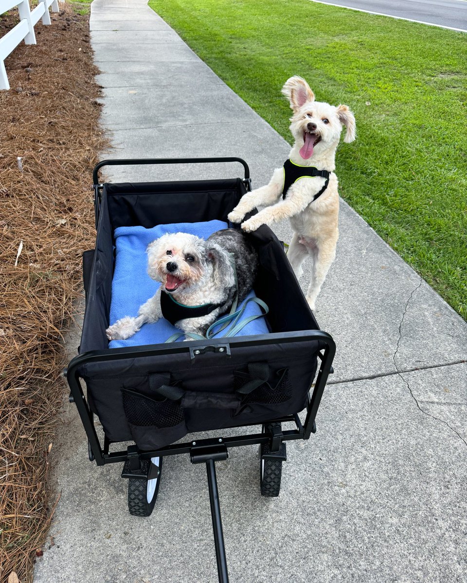 Miss Skye is recovering nicely after having a hip surgery. She and Enzo are enjoying wagon walks, with Enzo sneaking into the wagon when mom isn’t looking. 🤭

#dogs #dogsoftwitter