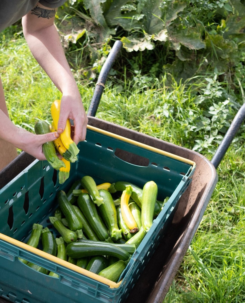 Its courgette season! We are receiving tasty courgettes from Five Acre Farm, Backwell 👨‍🌾

Whats your go to courgette recipe?
