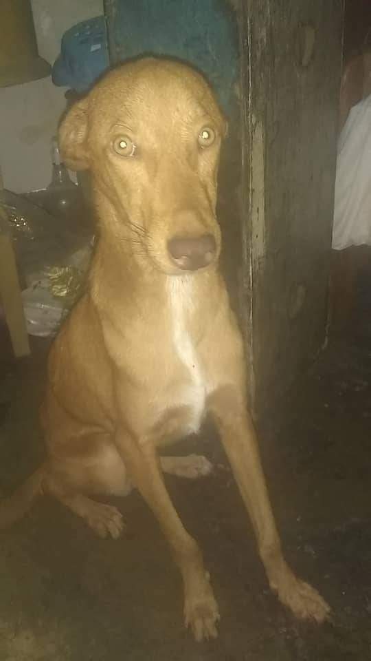 PerroUsuario's tweet photo. Reportan a este pequeño en Guarenas, necesita una famila que de verdad lo pueda cuidar . Quién lo tiene actualmente vive alquilado y no se lo permiten tener. Para más información comunicarse al 04164072098 WhatsApp. https://t.co/wjbZYClxgY