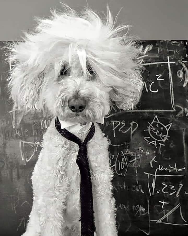 bullboss63's tweet photo. @xelonmuskusa @TheBigBossPutin
💯Estratega!
#GogYMagog es Bíblico
Lamento incomodarte woke víctima permanente
#LaVerdadEsUnaSola
📸Sigo trabajando con Einstein,mi perro,para hacerme rico sacarndo la tele con sabor y olor
Chile extraviado atrapado en idiotología barata
#PatriaOCaos
VLLC https://t.co/w4iF95MyRo