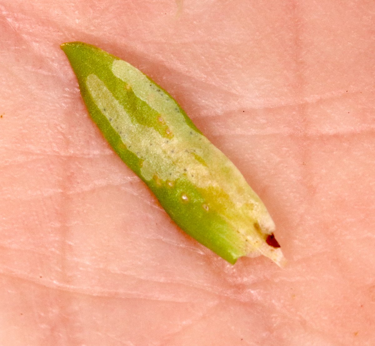 Mr_foxall's tweet photo. 5-spot ladybird on River Teme near Knighton (but just in Shrophire) 13th July for my 26th species for 2024 #LadybirdYearList. Also found mines of Chromatomyia centaurii new to Herefordshire on the same day. https://t.co/fN62wzTRpk