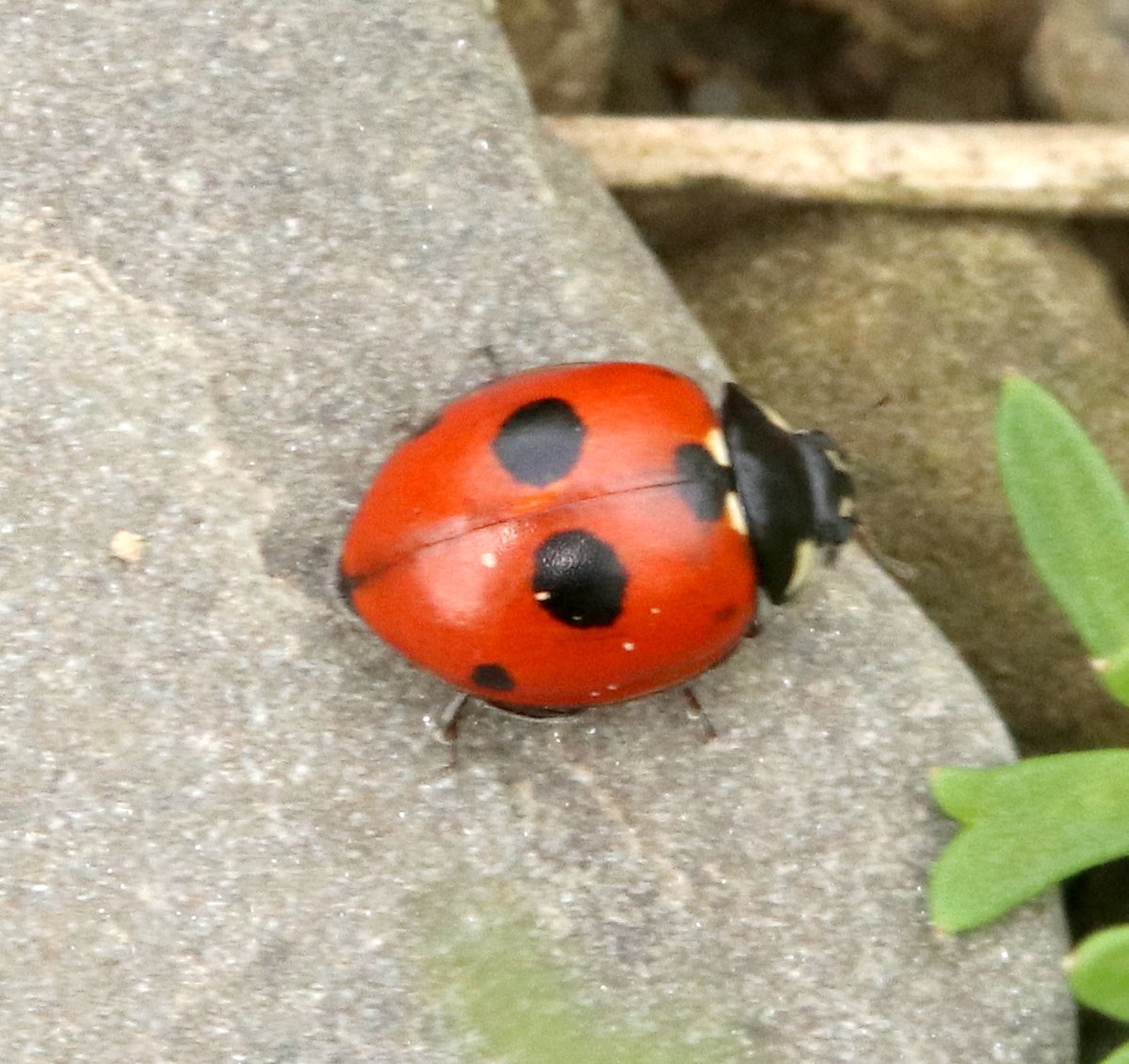 Mr_foxall's tweet photo. 5-spot ladybird on River Teme near Knighton (but just in Shrophire) 13th July for my 26th species for 2024 #LadybirdYearList. Also found mines of Chromatomyia centaurii new to Herefordshire on the same day. https://t.co/fN62wzTRpk