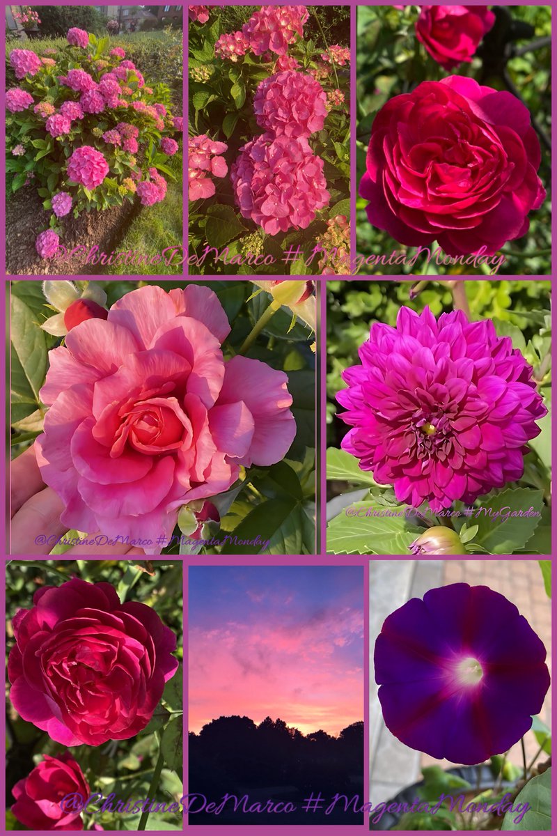 christinedemar's tweet image. #MagentaMonday #VivaMagenta Magenta stands for universal harmony, is known as a colour of balance,  representing universal love at its highest level. Promotes compassion, #Kindness &amp;amp; cooperation; encourages a sense of self respect &amp;amp; contentment in our lives. #GardeningX #MyGarden