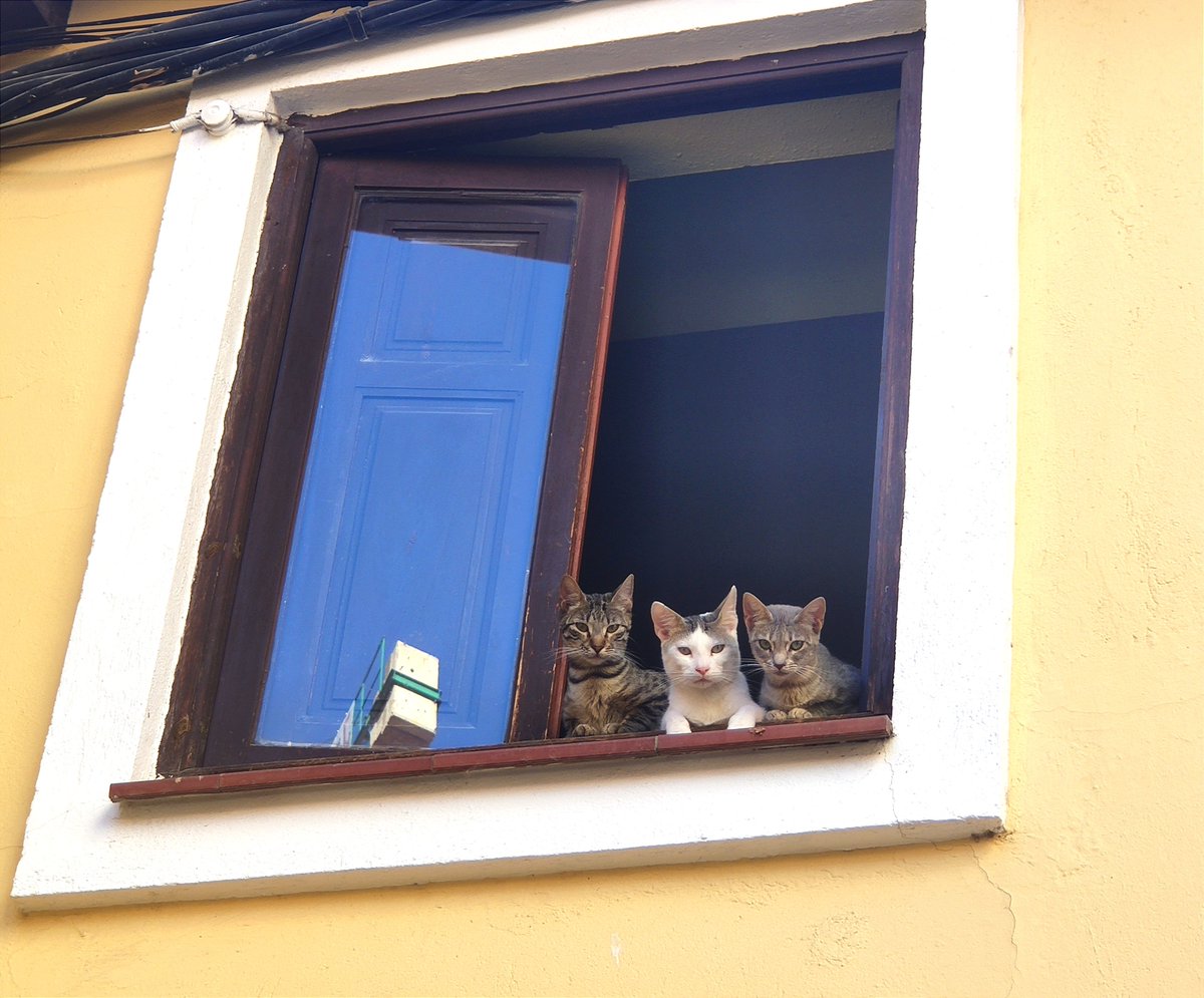 Miaurisa, Miauncha y Miaucenta. 😼😼😼