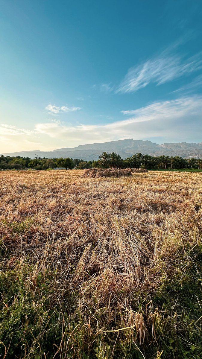 ibro289's tweet image. مواسم الحصاد

#ولاية_الحمراء #سلطنة_عمان 
#AlHamra #Oman #iphoneography