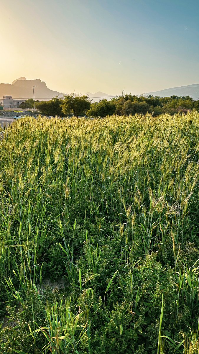 ibro289's tweet image. مواسم الحصاد

#ولاية_الحمراء #سلطنة_عمان 
#AlHamra #Oman #iphoneography