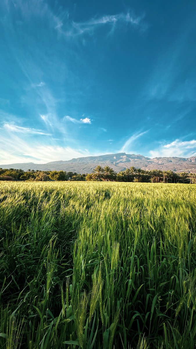 ibro289's tweet image. مواسم الحصاد

#ولاية_الحمراء #سلطنة_عمان 
#AlHamra #Oman #iphoneography