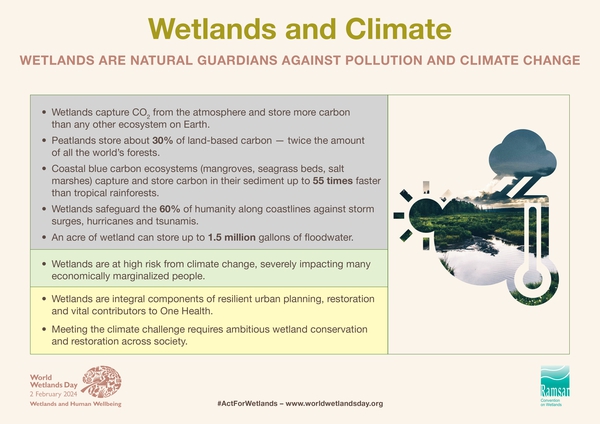UNBiodiversity's tweet photo. Did you know wetlands capture CO₂ from the atmosphere?

They store more #carbon than any other ecosystem on Earth.

#ClimateActionNow 

via @IUCN @RamsarConv https://t.co/rD2kRh6A58