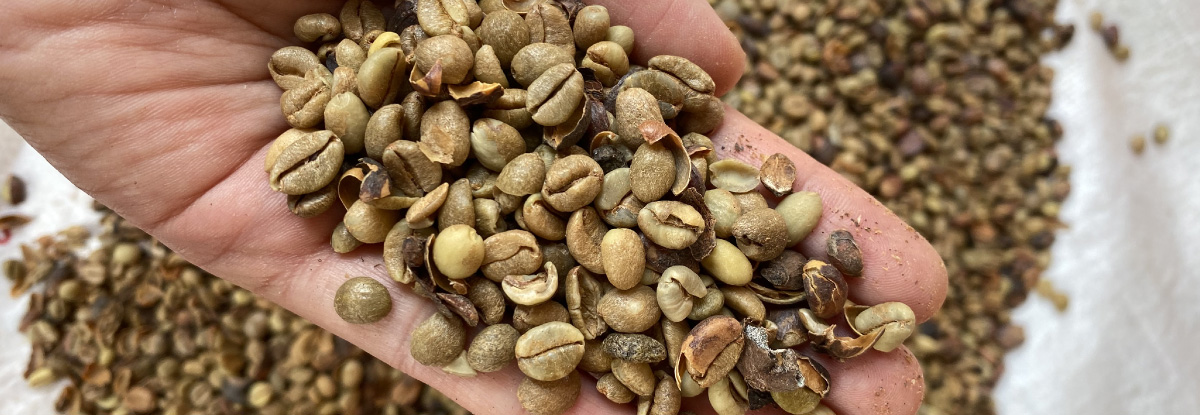 javakidz24's tweet photo. Did you know? Excelsa coffee beans bring a unique tart and fruity profile to your cup! Often blended to add depth, they offer a refreshing twist to traditional coffee flavors. #CoffeeLovers #ExcelsaBeans #CoffeeFacts
https://t.co/HOwjjMaYCM https://t.co/dkO3pBuQm1