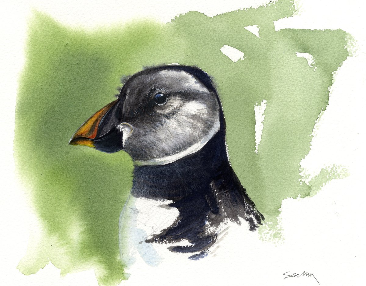 PUFFIN - juvenile, watercolour on <a href="/DalerRowney/">Daler-Rowney</a> Langton block for a future publication, presume there are a few of these <a href="/FlamboroughBird/">Flamborough Bird Observatory</a> on the cliffs.