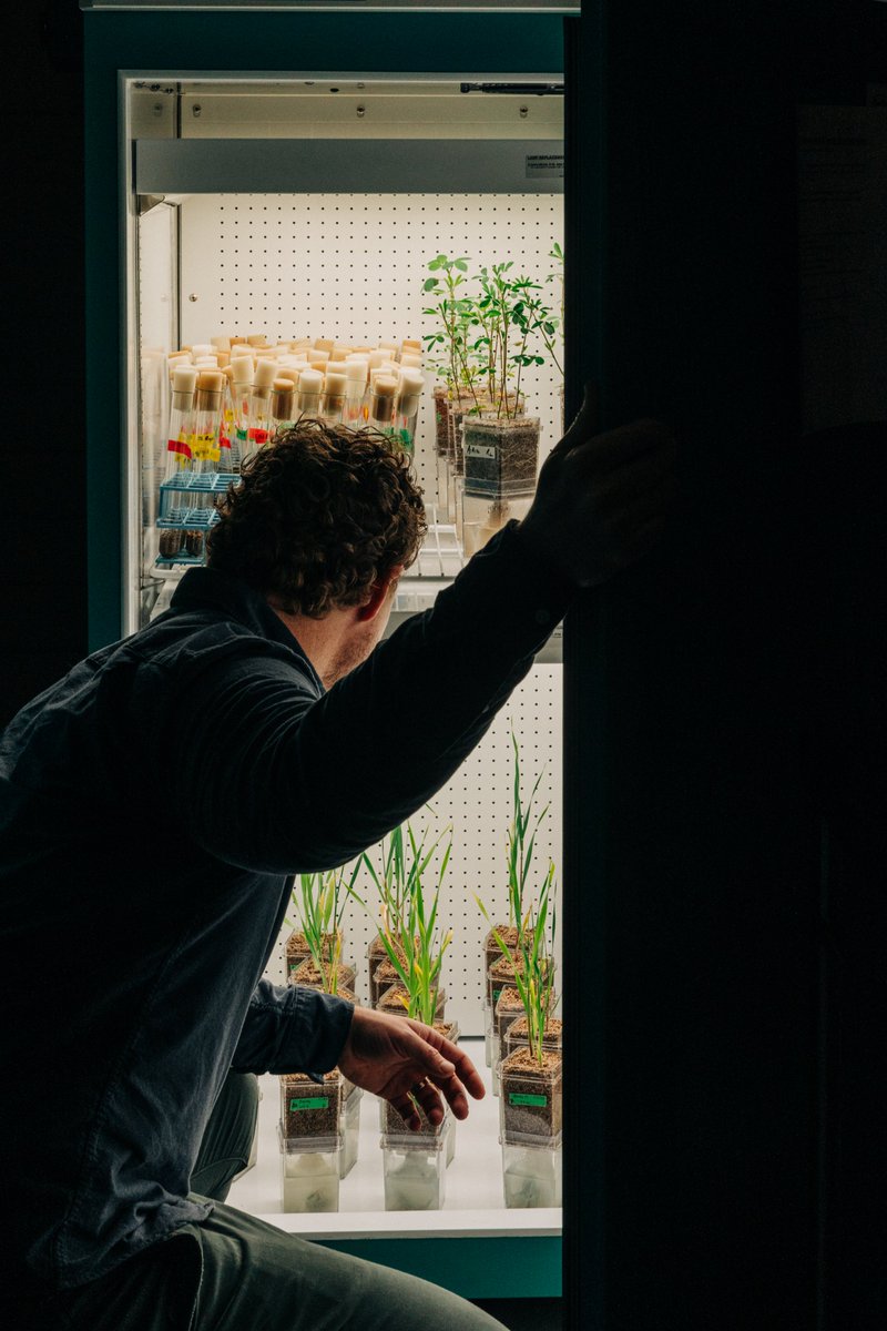 Our bodies can’t do anything with the nitrogen we breathe. Neither can most plants. That is changing in Barney Geddes’ lab at <a href="/NDSU/">North Dakota State University</a>.

Read about innovative research in nitrogen-fixing bacteria and how passionate NDSU benefactors have expedited its impact: ndsufoundation.com/magazine/2024/…