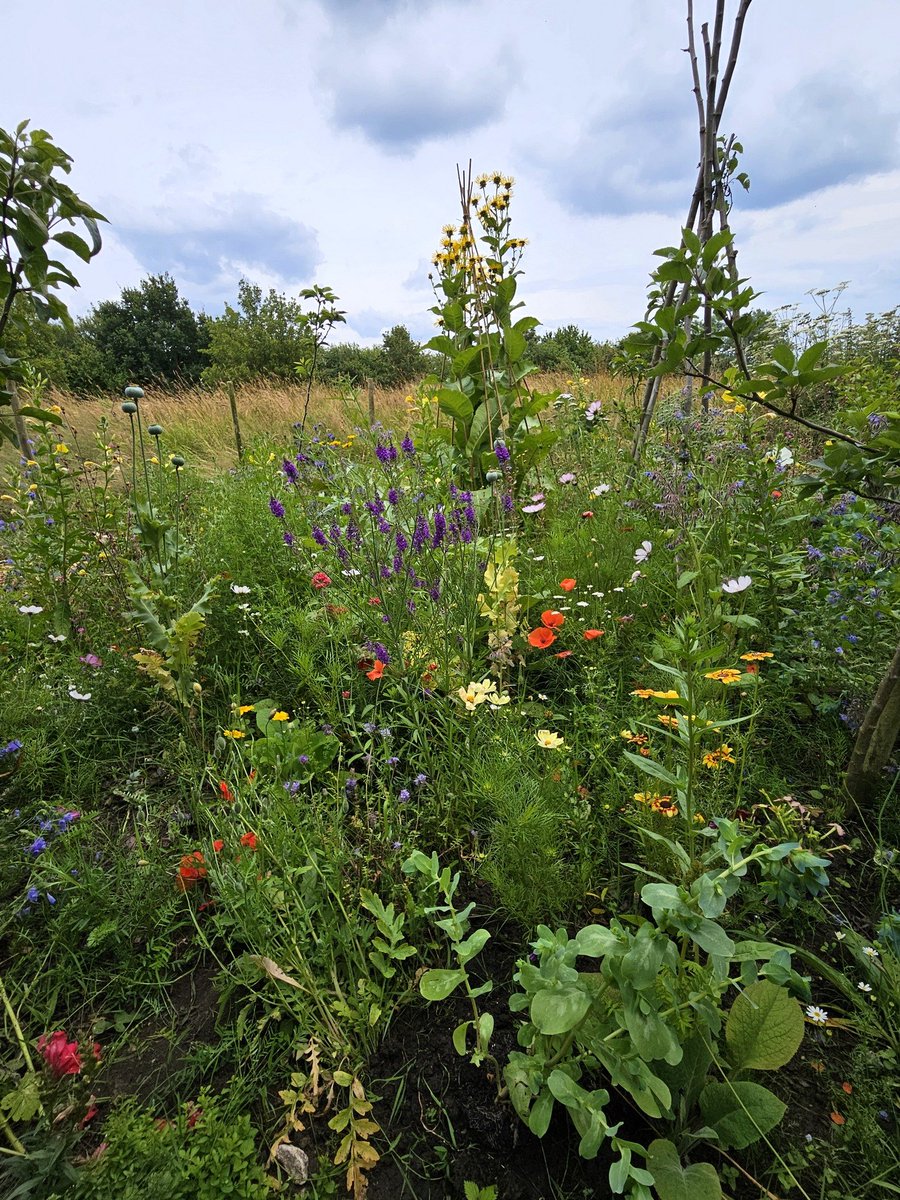 LBimo1's tweet photo. Another busy morning for the Friends of #PickeringsPasture Path laying, planting, weeding, grass &amp; hedge trimming &amp; litter picking; And Maurice &amp; buddies have finished the bug house👏💚#communitygardening @RHSBloom  #Halebank #ditton #wellbeing  #volunteers #MindfulMonday #hope https://t.co/i9x8sMCiYZ