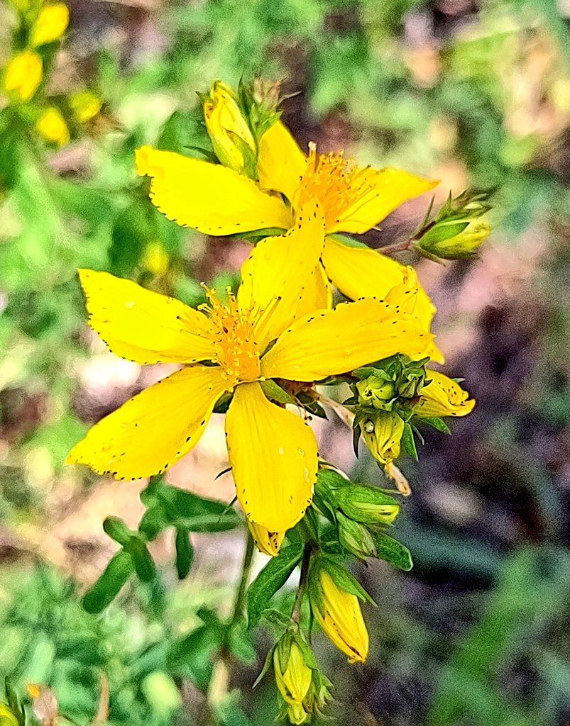 Sos Bosc Volpelleres tweet media