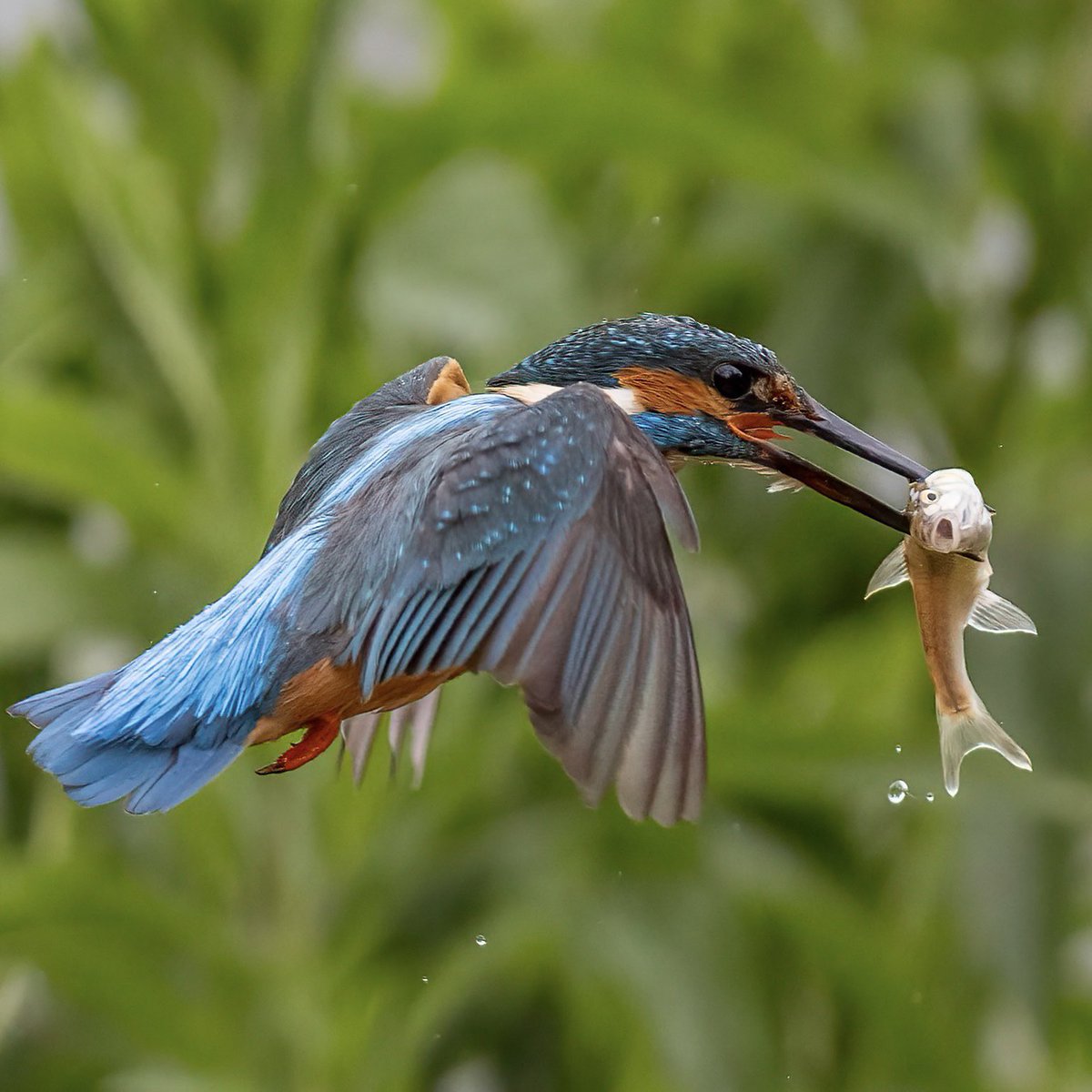 hertskingfisher's tweet photo. Kingfisher takes a fish. https://t.co/ipZUjrdPfP