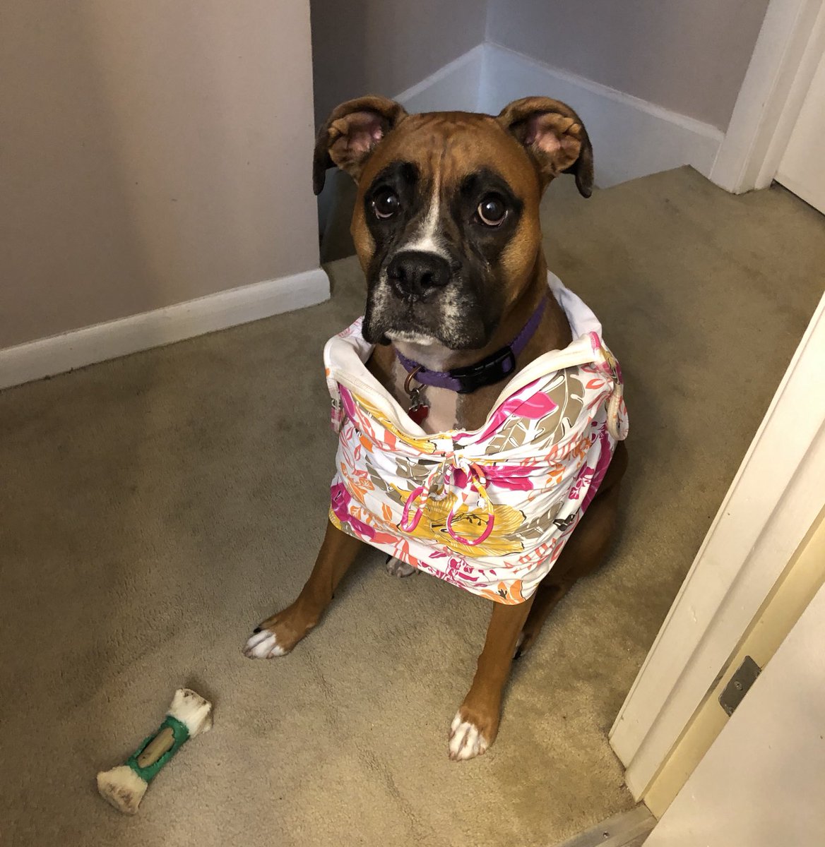 boxer64's tweet photo. ⁦@CarmenDeFalco⁩  Boxers are the best!! https://t.co/8zTxjqHpgv