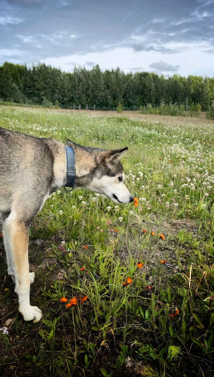 Dallas Seavey tweet media