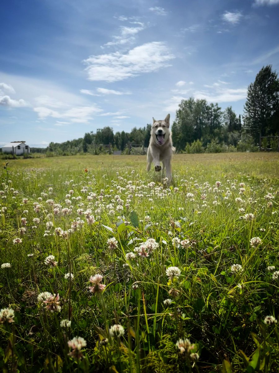 Dallas Seavey tweet media