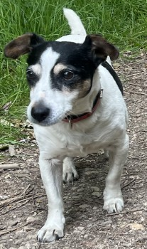🆘14 JUL 2020 #Lost TUBBS #ScanMe
ELDERLY White/Dark Brown Jack Russell Terrier Female
Along Great Wolford Road near Wolford Wood
#MoretonInMarsh #Gloucestershire #GL56
doglost.co.uk/dog-blog.php?d…