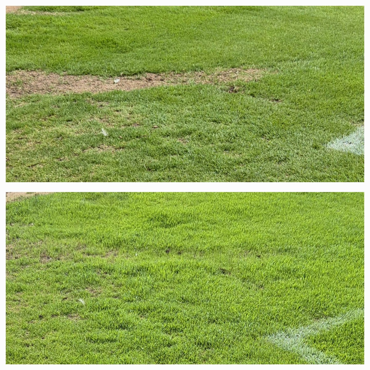 bluegroundforce's tweet photo. Already seeing a difference after only 3 days. Sprayed @humusoil on Friday, bit of heat over the weekend and in today to a decent growth. Some blemishes caused by weedkiller coming off on wheels starting to fill in after an extra spray with the knapsack. Very happy so far https://t.co/WAN70WGSuQ