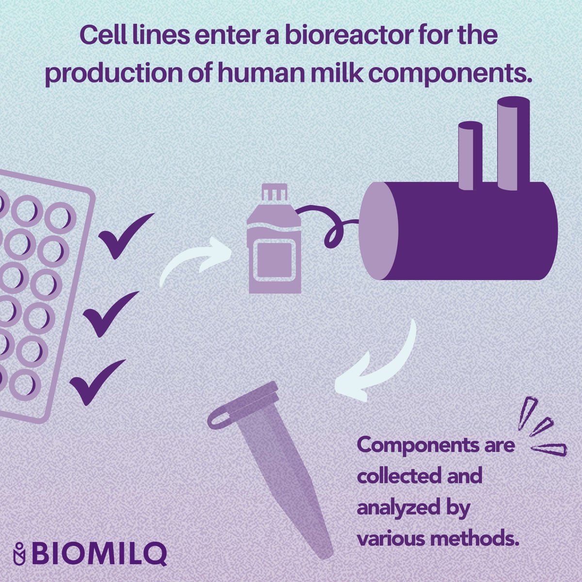 biomilq's tweet photo. 💜Want to know how we use human mammary cells to produce bioauthentic components? Let’s dive in! 

➡️Swipe right to learn more about our innovative bioprocess. 

#BiotechBreakthrough #Bioauthentic #FutureOfNutrition #HumanMilkScience #BIOMILQ https://t.co/QUrvFx6zai