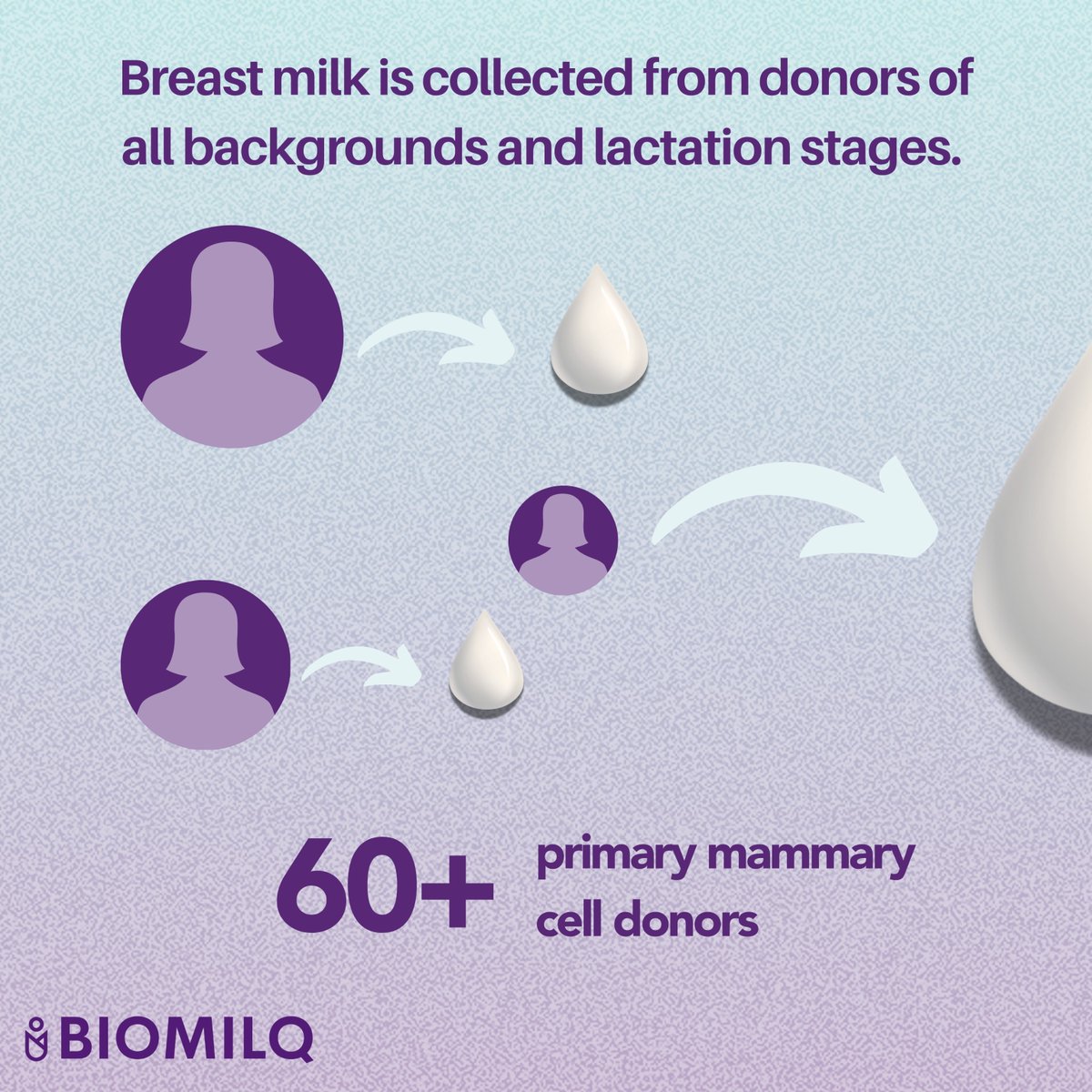 biomilq's tweet photo. 💜Want to know how we use human mammary cells to produce bioauthentic components? Let’s dive in! 

➡️Swipe right to learn more about our innovative bioprocess. 

#BiotechBreakthrough #Bioauthentic #FutureOfNutrition #HumanMilkScience #BIOMILQ https://t.co/QUrvFx6zai