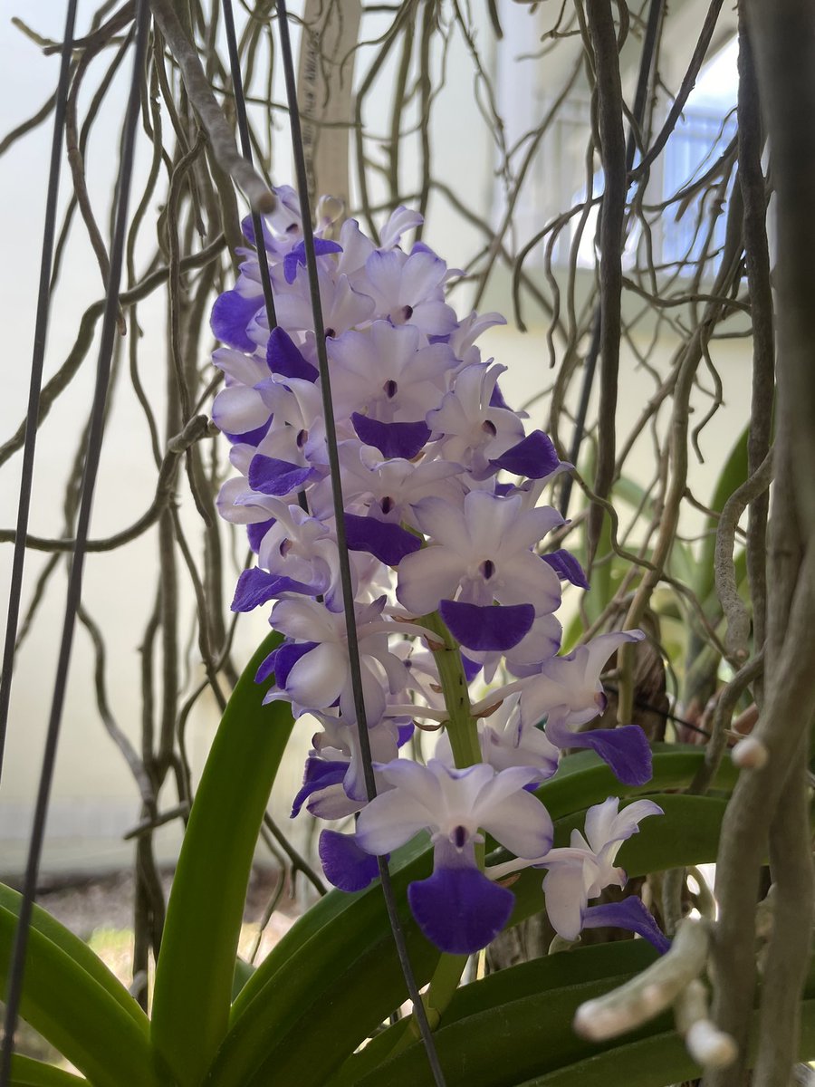 JillJBentley's tweet photo. Always in bloom over here. 

Side note: the butterfly pea’s scientific name is Clitoria ternatea. Seems legit. https://t.co/D39OiT1YPt