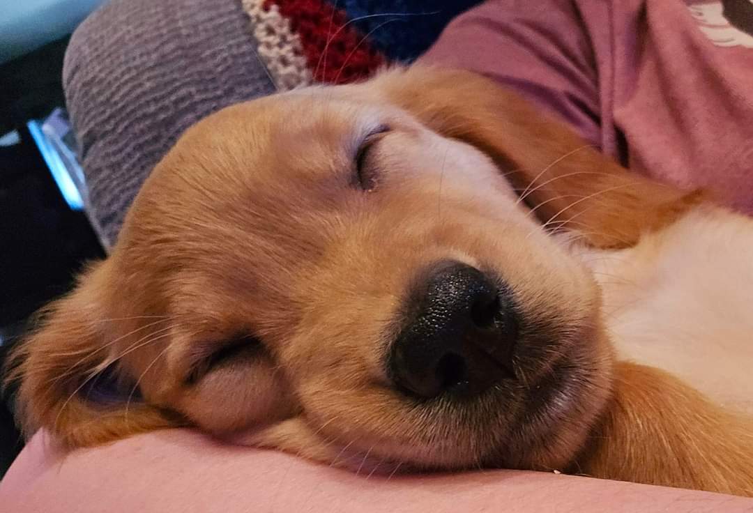 MonticelloRanch's tweet photo. Snooze train. They play hard and they sleep even harder. https://t.co/BOoouAN5iX