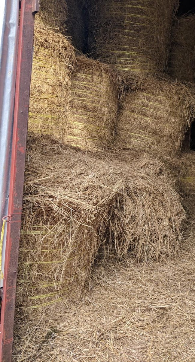 Musanaberara's tweet photo. "Proper forage conservation is crucial for maintaining a steady supply of high-quality feed for livestock, especially during dry seasons. Well-stored hay bales ensure that animals receive the necessary nutrients year-round, leading to better health and productivity. https://t.co/bmYDRDo92Z