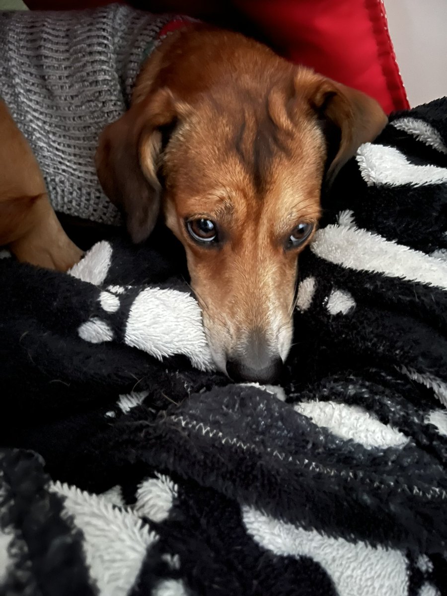 Quando escuto “vida de cao” eu sempre me pergunto; tá, mas que cão?