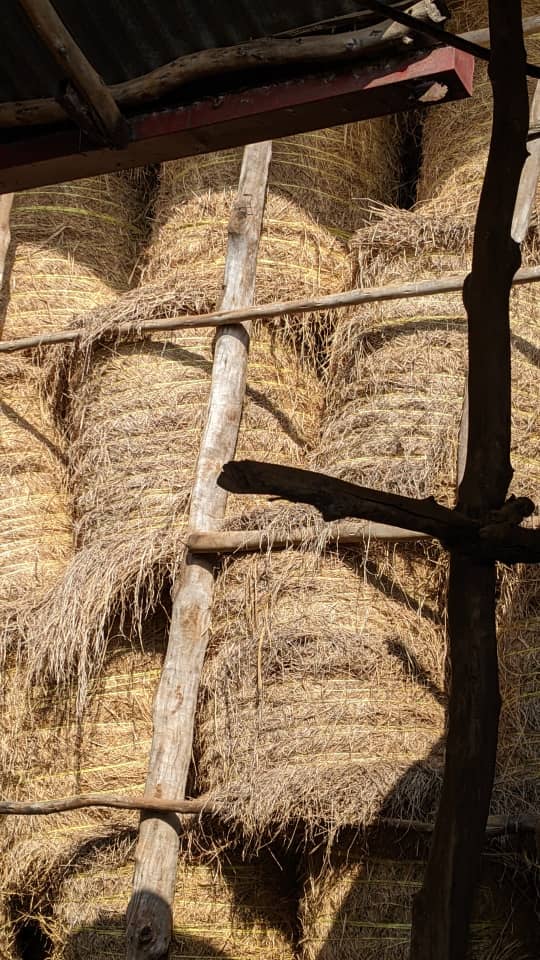 Ecoquestg's tweet photo. "Securing tomorrow’s feed, today!  Dedication to forage conservation practices is the key to sustainable livestock farming. Each hay bale represents a step towards a resilient, eco-friendly future for animals and the planet. #ForageConservation #SustainableLivestock # https://t.co/0Jx6fr1JUJ
