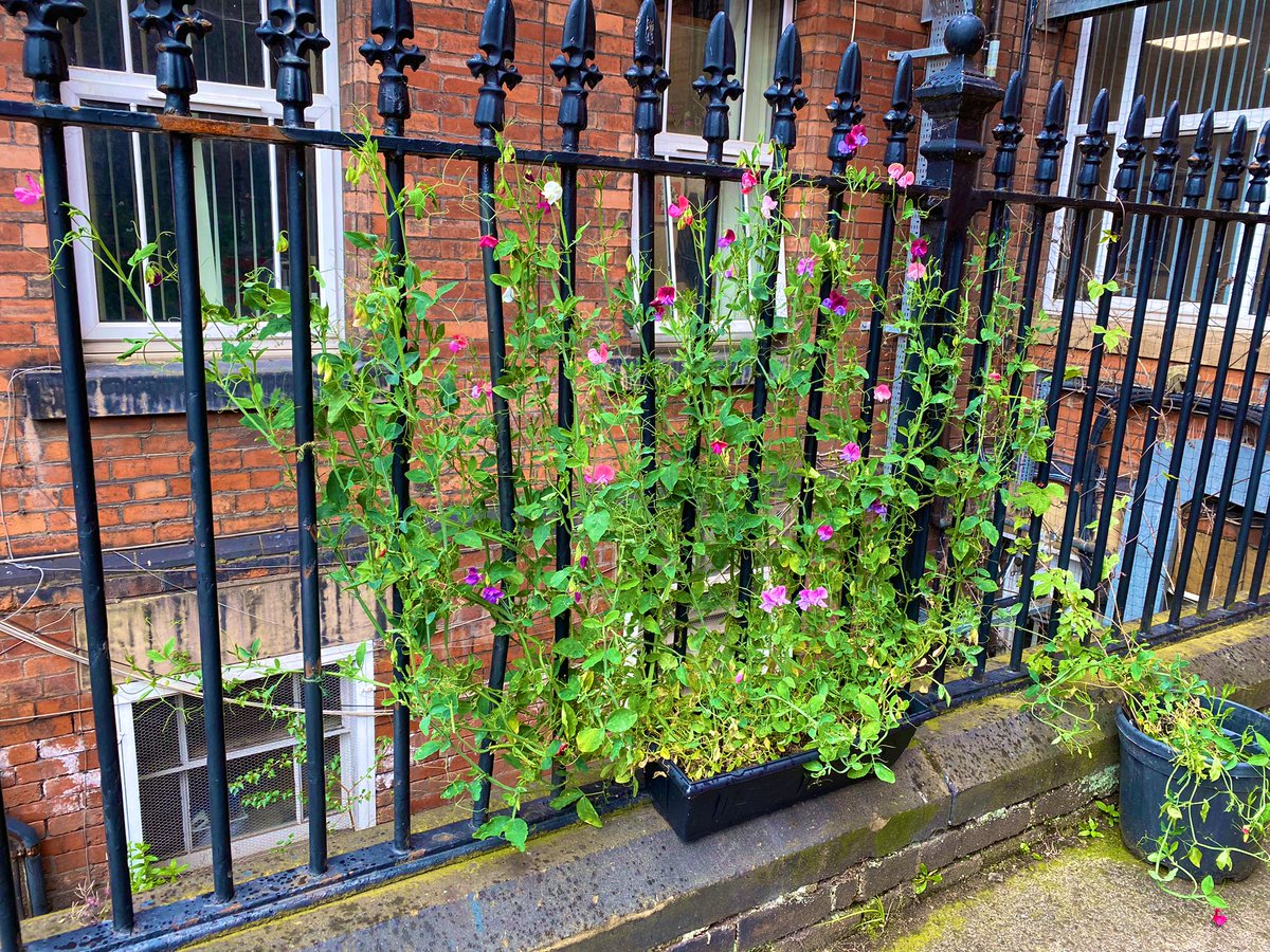 Michael Harper tweet media