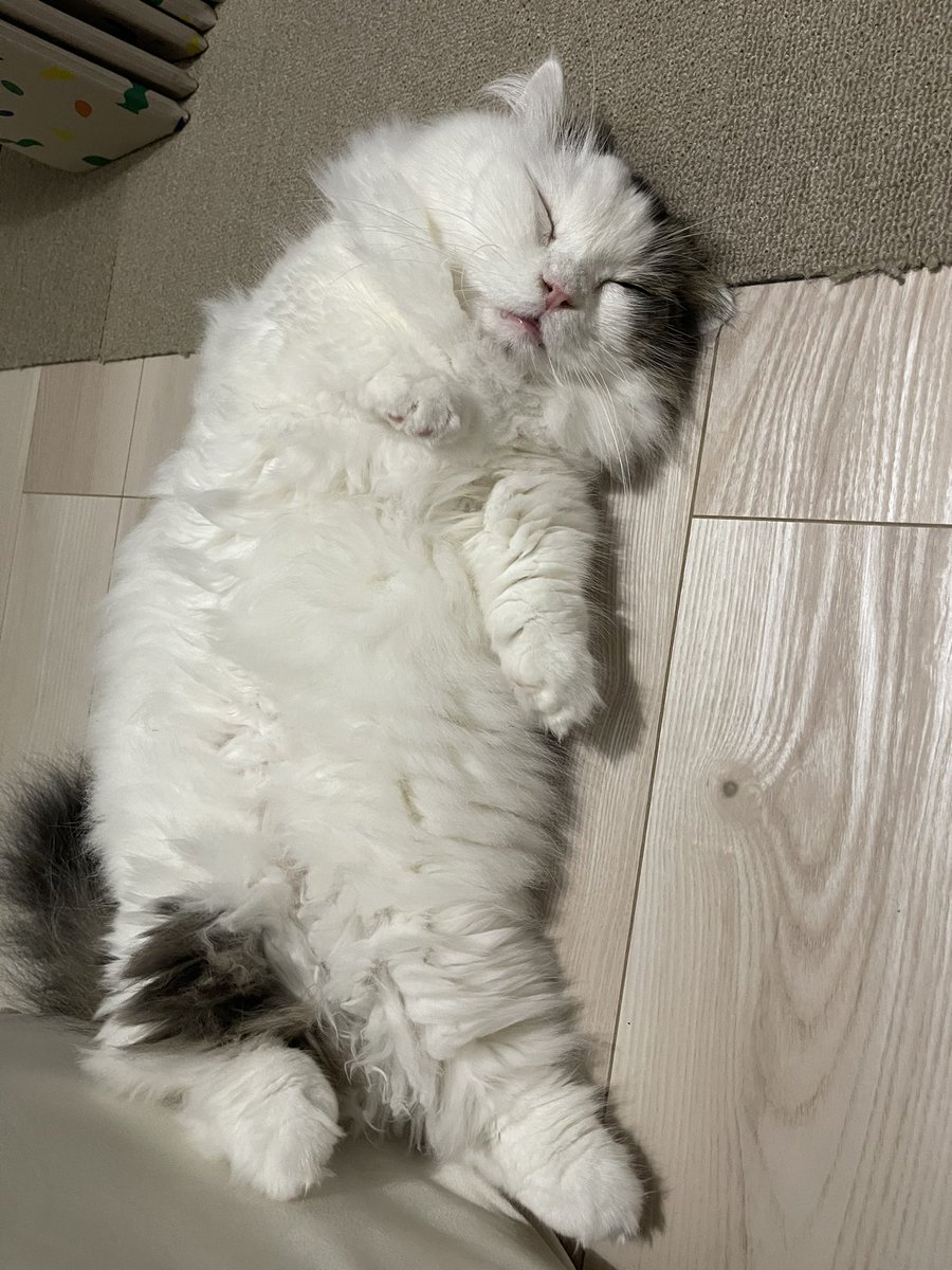 MarronChris's tweet photo. #ねこ落ち選手権 https://t.co/zOYcZ0N673