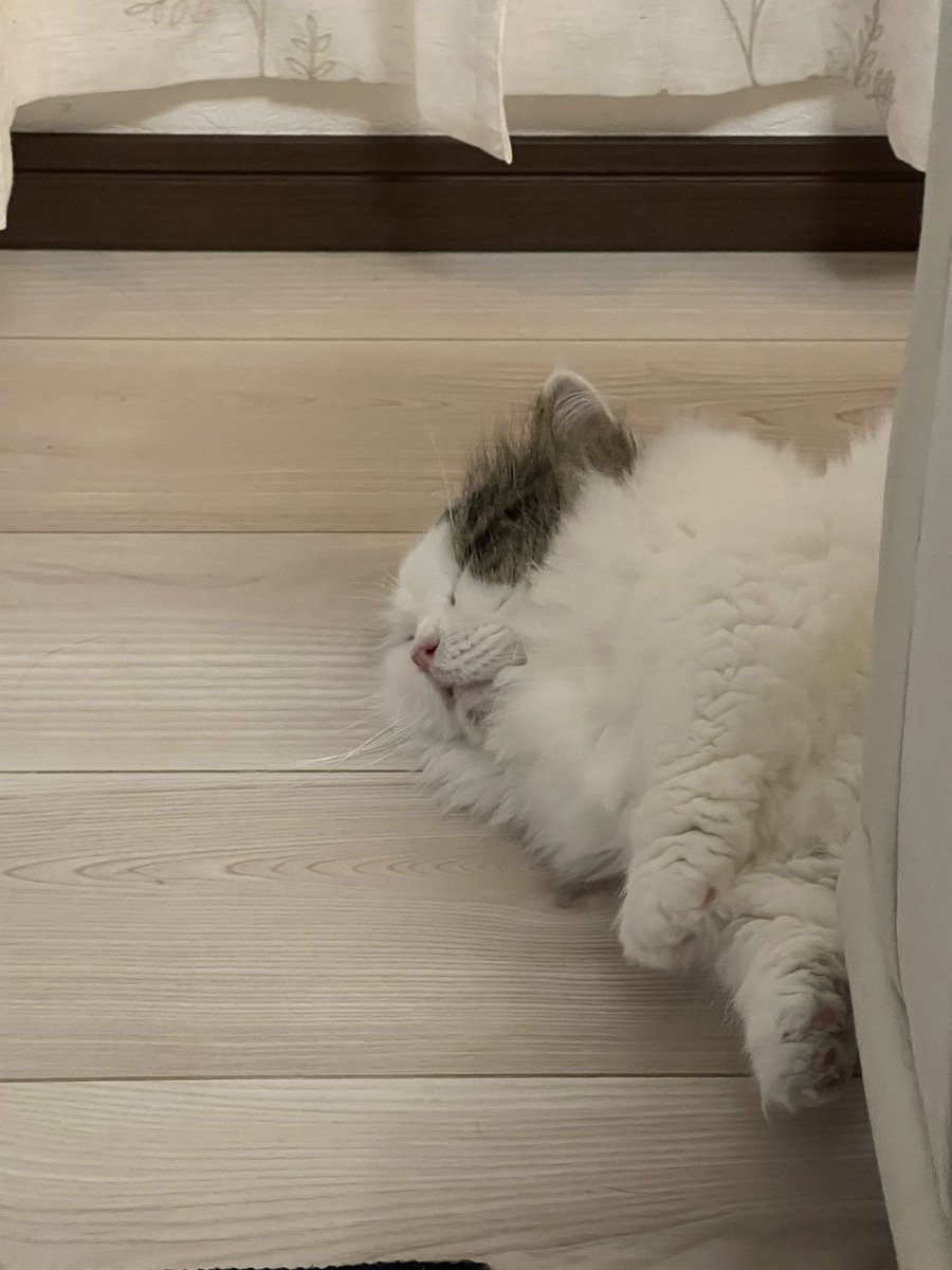 MarronChris's tweet photo. #ねこ落ち選手権 https://t.co/zOYcZ0N673