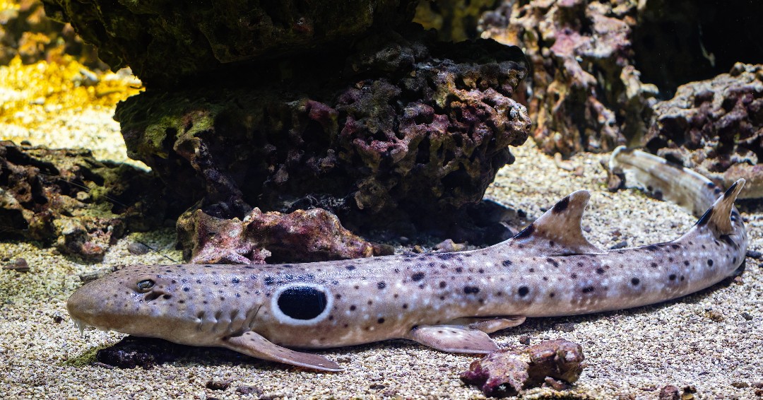 NCAquariumFF's tweet photo. The #EpauletteShark is a species of longtailed carpet shark. They are often also referred to as the Walking Shark, because they use their fins to walk over coral reefs. #31DaysOfSharks #SAFEsharks https://t.co/6sWK1TRSWR