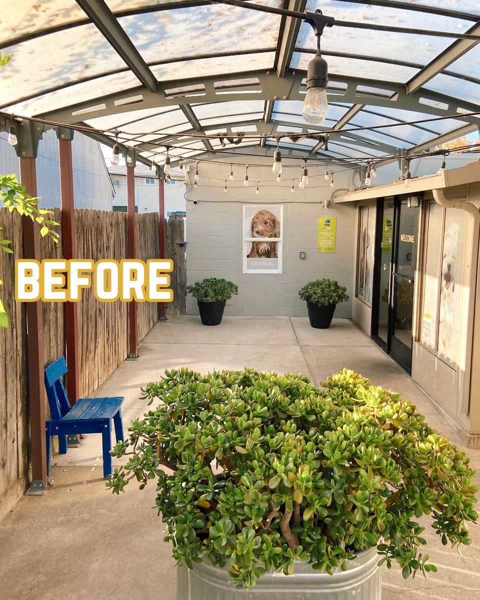 FacesofChaChas's tweet image. The last photo is our patio's BEFORE pic 😲. @SacCityStems made our doggie daycare &amp;amp; grooming salon SO much cooler! AND, if the lobby is busy, you can just tuck away into one of these plant cubbies with your pup 😆🌿.

#sacramentosmallbusiness #sacblackbiz #eastsac #doggrooming