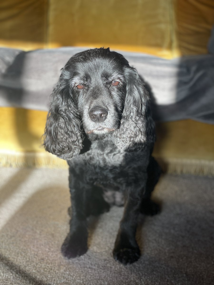 millypod1's tweet photo. 🆘15 JUL 2024 #Lost LOTTIE #ScanMe
ELDERLY Black Cocker Spaniel Female
All black wearing a Green Coat with Grey bits.
Top of a private field in #KingsCoughton #Alcester #Warwickshire #B49
https://t.co/HfxxDSAsqc https://t.co/hjMRqAAkTy