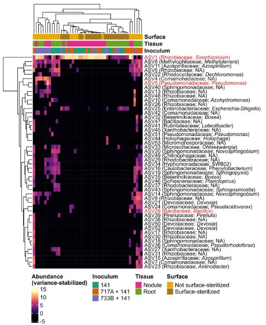 Canadian Journal of Microbiology (@canjmicrobio) on Twitter photo 📣 <a href="/CanJMicrobio/">Canadian Journal of Microbiology</a> #EditorsChoice
Co-inoculation with novel nodule-inhabiting bacteria reduces the benefits of legume–rhizobium symbiosis | Kosmopoulos et al
🔗ow.ly/jzaA50SBysn
<a href="/j_kosmopoulos/">James Kosmopoulos</a> <a href="/SyM3Lab/">Rebecca Batstone-Doyle</a> <a href="/TheBadMutualist/">Katy Heath</a> <a href="/karidunfield/">kari dunfield</a> <a href="/cdnsciencepub/">Canadian Science Publishing</a>
#greenhouse #phylogenomics 📣 <a href="/CanJMicrobio/">Canadian Journal of Microbiology</a> #EditorsChoice
Co-inoculation with novel nodule-inhabiting bacteria reduces the benefits of legume–rhizobium symbiosis | Kosmopoulos et al
🔗ow.ly/jzaA50SBysn
<a href="/j_kosmopoulos/">James Kosmopoulos</a> <a href="/SyM3Lab/">Rebecca Batstone-Doyle</a> <a href="/TheBadMutualist/">Katy Heath</a> <a href="/karidunfield/">kari dunfield</a> <a href="/cdnsciencepub/">Canadian Science Publishing</a>
#greenhouse #phylogenomics