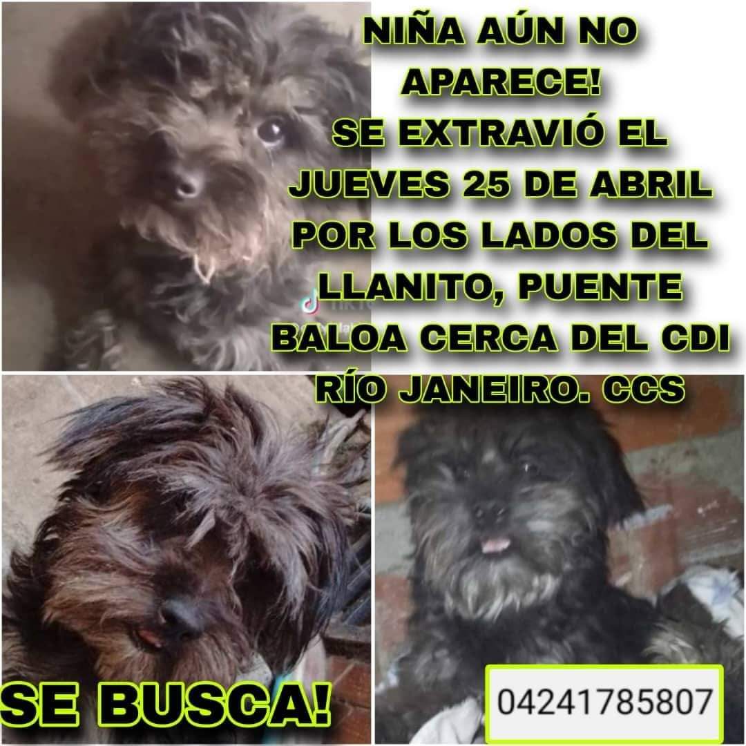 Su familia aún la busca