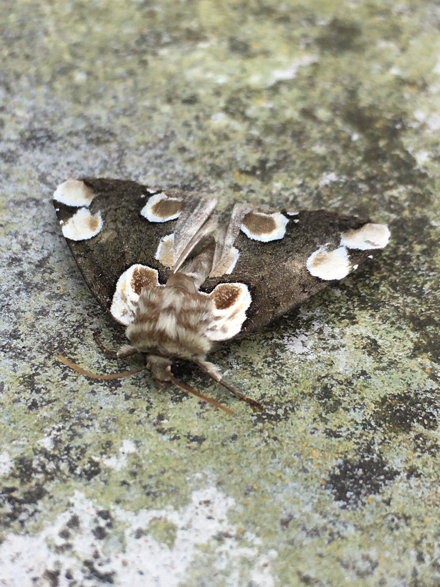 OwainGabb's tweet photo. A far darker dun-bar than I have ever had along with first for the year peach blossom and early thorn. Three poplar hawk moth was notable for the garden (normally singles). #Moths #Mothtrapping #Gower https://t.co/UdEPlnf6CT
