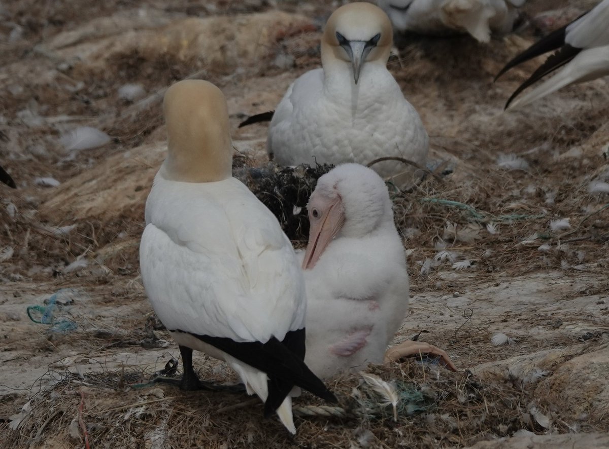 RSPB Ramsey Island (@rspbramsey) on Twitter photo An incredible spot by <a href="/westcoastbw/">West Coast Birdwatching now on BlueSky</a> yesterday during one of our monitoring trips on Grassholm of a leucitic gannet chick! We are super intrigued to see how this chick turns out as it start to develop feathers 🪶. An incredible spot by <a href="/westcoastbw/">West Coast Birdwatching now on BlueSky</a> yesterday during one of our monitoring trips on Grassholm of a leucitic gannet chick! We are super intrigued to see how this chick turns out as it start to develop feathers 🪶.