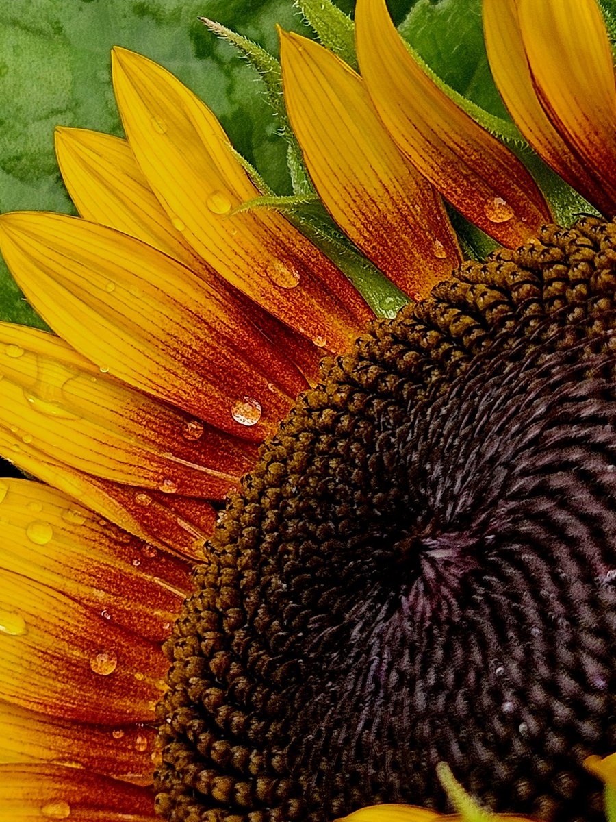 AlysaScottPhoto's tweet photo. Sunflower 🌻 
#Sunflower #summer #upclose #photography #photo #Flowers https://t.co/jHXdz4ccwp
