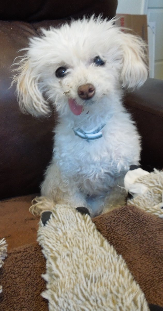 OutInTheDesert_'s tweet photo. @Dalbodog Pebbles with her favorite toys. She passed away December 24th https://t.co/5nqbmy3PHz