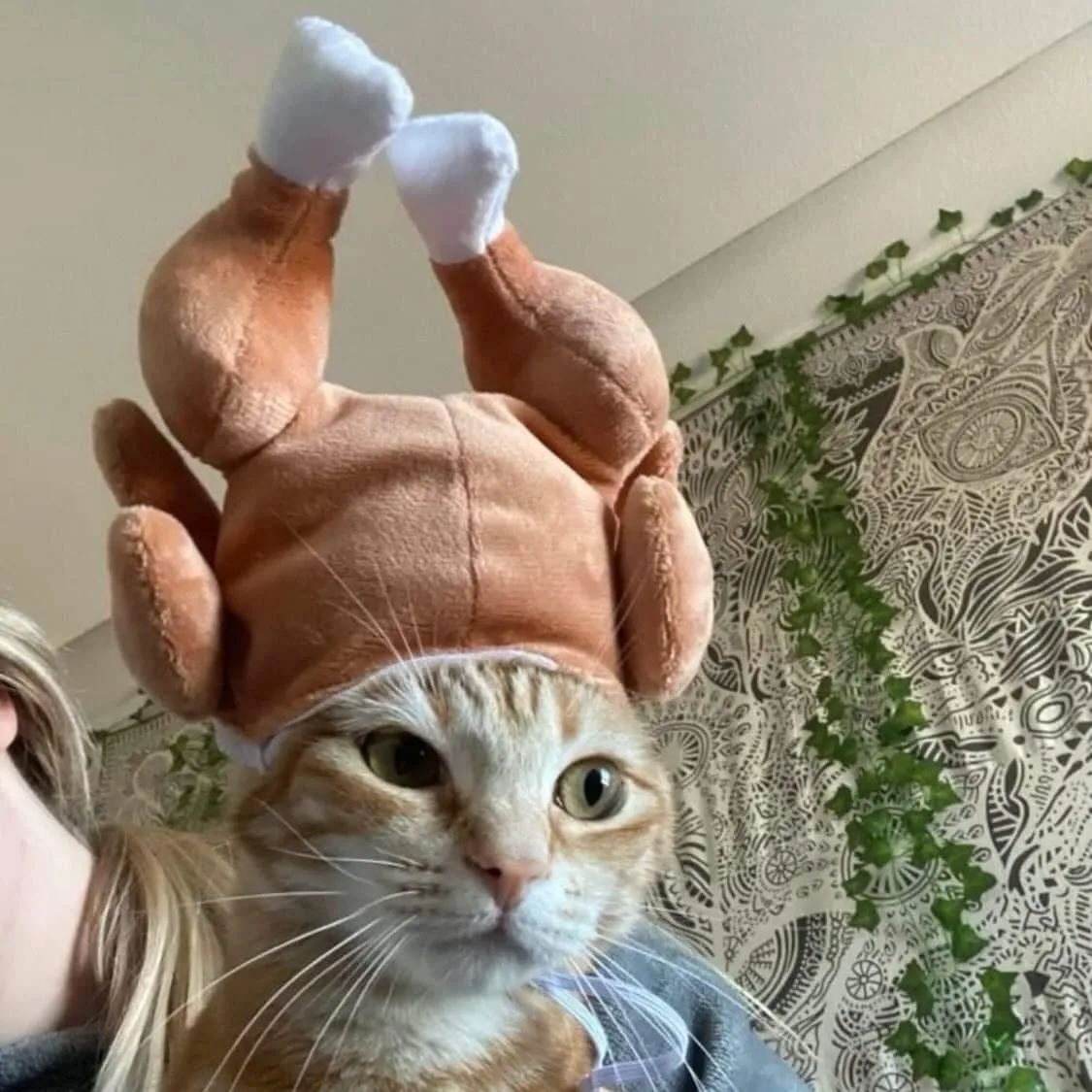 Punch Cat (@punchingcat) on Twitter photo 