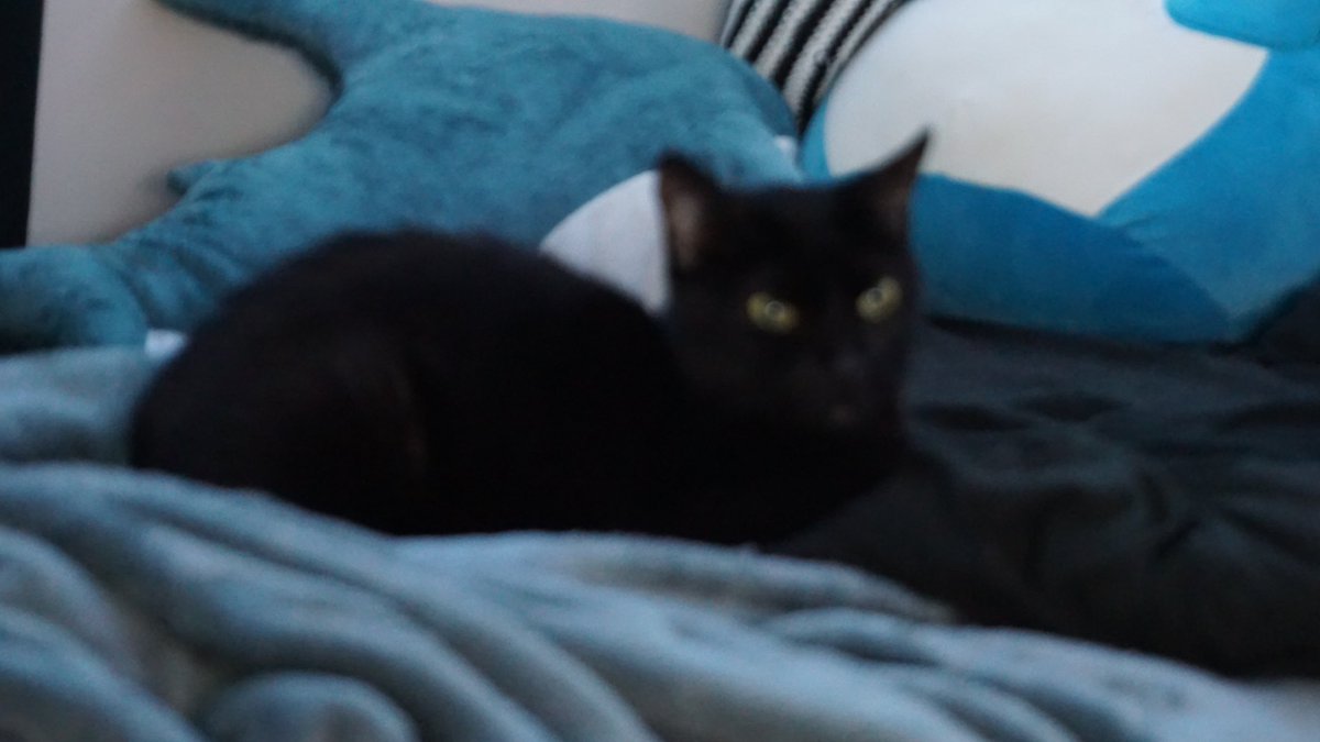 Ryutso's tweet photo. @spaceghostkari I was scrolling through your NGL’s because I liked the answers but now I’m feeling attacked because you managed to headshot me so easily. Anyways here’s my void. His name is Jiji. https://t.co/aRyEKg8RHZ