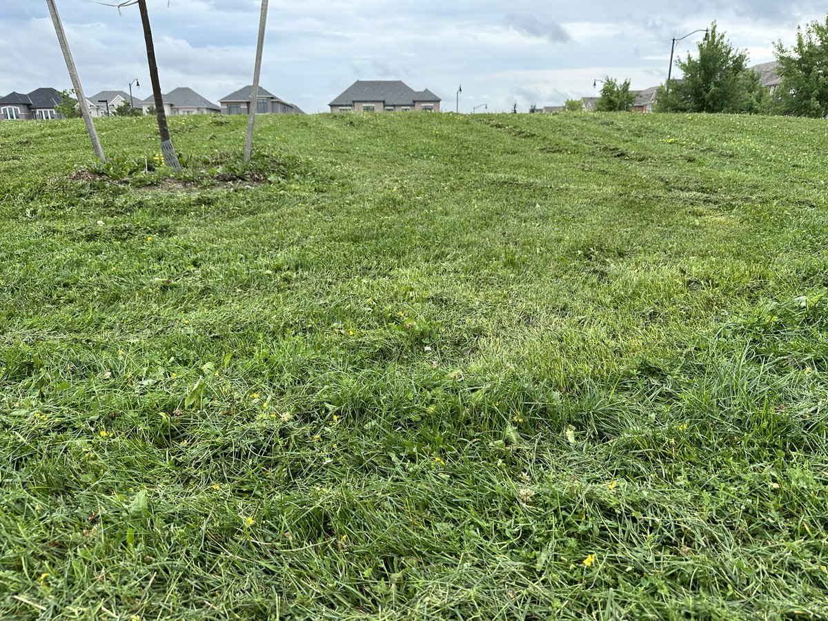 Massimo22510936's tweet photo. Hey @CityBrampton 

Great job your grass cutters did at Sleightholme Park. The grass is still too long and there's a ton of clippings on top. 

I understand that clippings don't get picked up, but a shorter cut and a second pass would have been helpful. https://t.co/Qg3IkCB5Qk