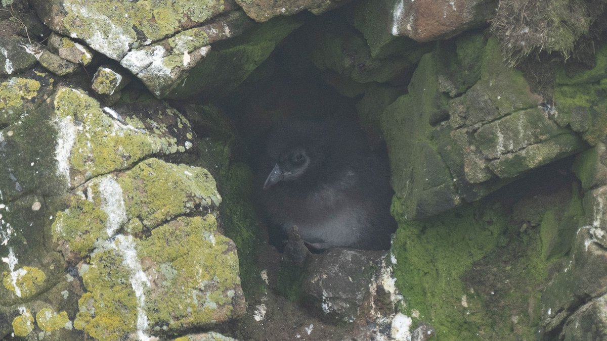 rossmackenzie's tweet photo. Lots of puffin activity in the fog at @SumburghHead this afternoon - including my first glimpse of a puffling this year..  #Shetland #Puffins #AwesomeAuks https://t.co/u2MSOVVsBx