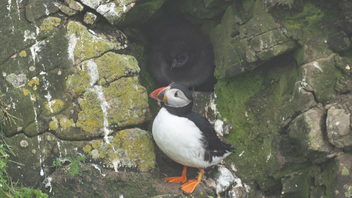 rossmackenzie's tweet photo. Lots of puffin activity in the fog at @SumburghHead this afternoon - including my first glimpse of a puffling this year..  #Shetland #Puffins #AwesomeAuks https://t.co/u2MSOVVsBx