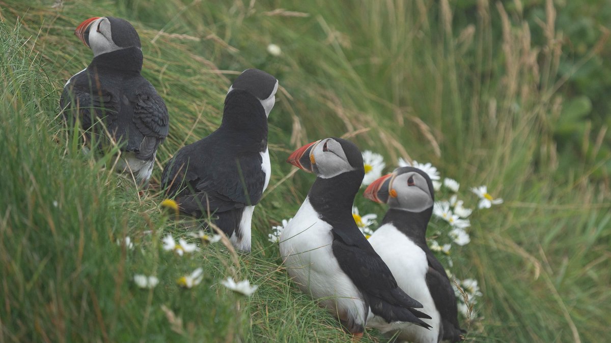rossmackenzie's tweet photo. Lots of puffin activity in the fog at @SumburghHead this afternoon - including my first glimpse of a puffling this year..  #Shetland #Puffins #AwesomeAuks https://t.co/u2MSOVVsBx